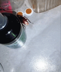 Cockroach Killer Gel